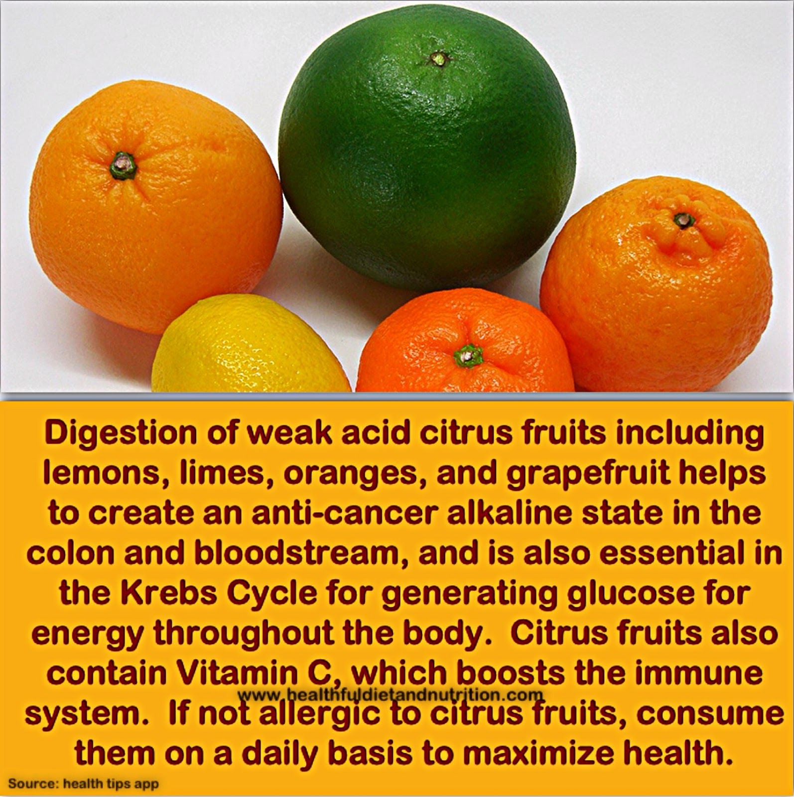 Citrus Fruit Digestion