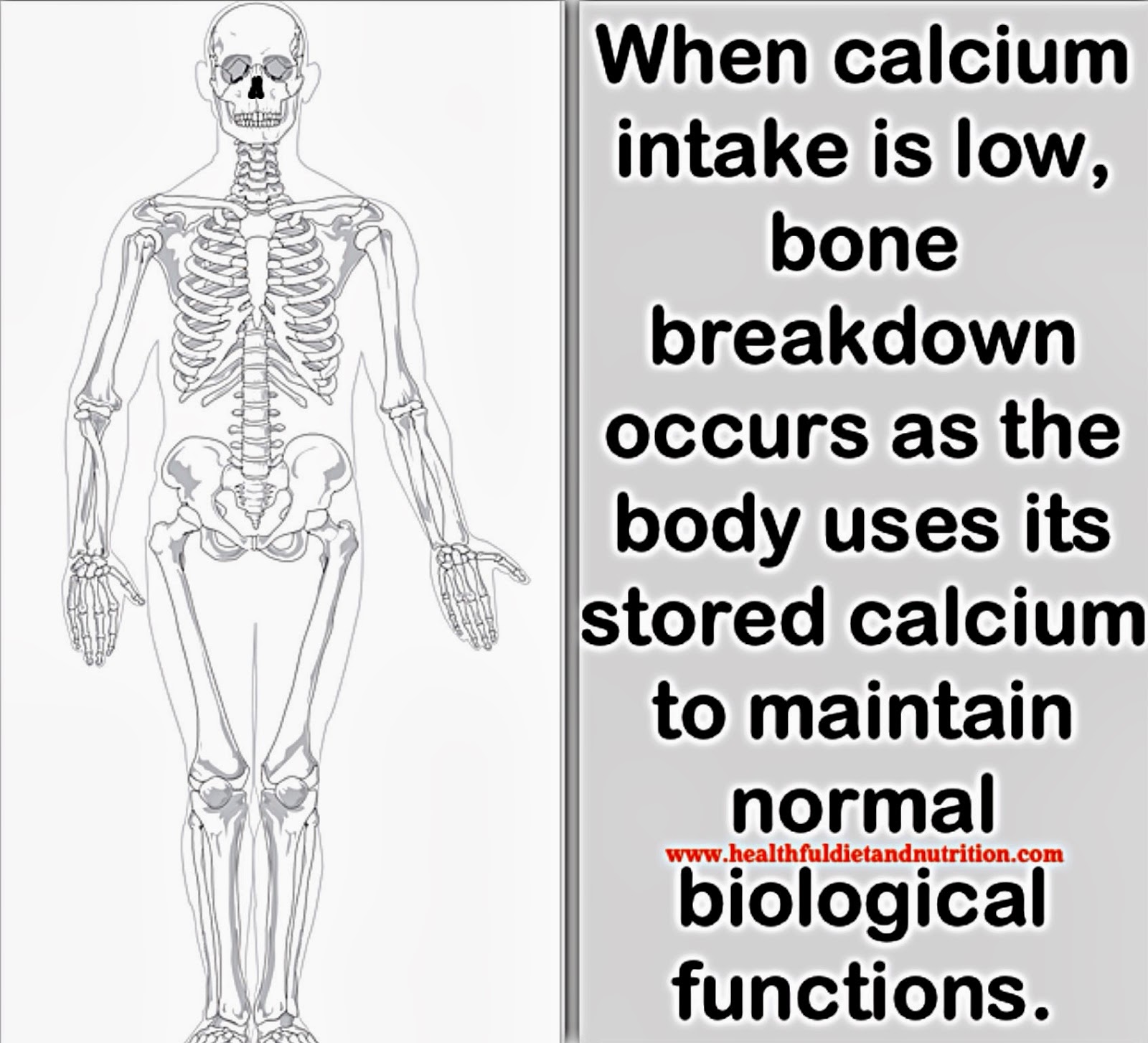 Calcium and Bone Health