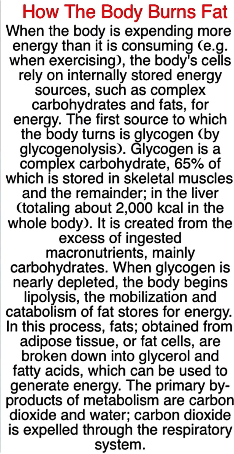How Does The Body Burn Fat? myhealthfuldiet