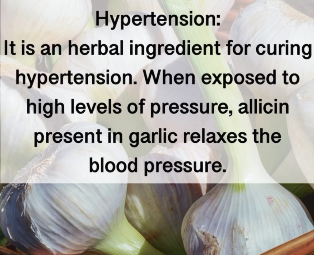 3. Hypertension: It is an herbal ingredient for curing hypertension. When exposed to high levels of pressure, allicin present in garlic relaxes the blood pressure.