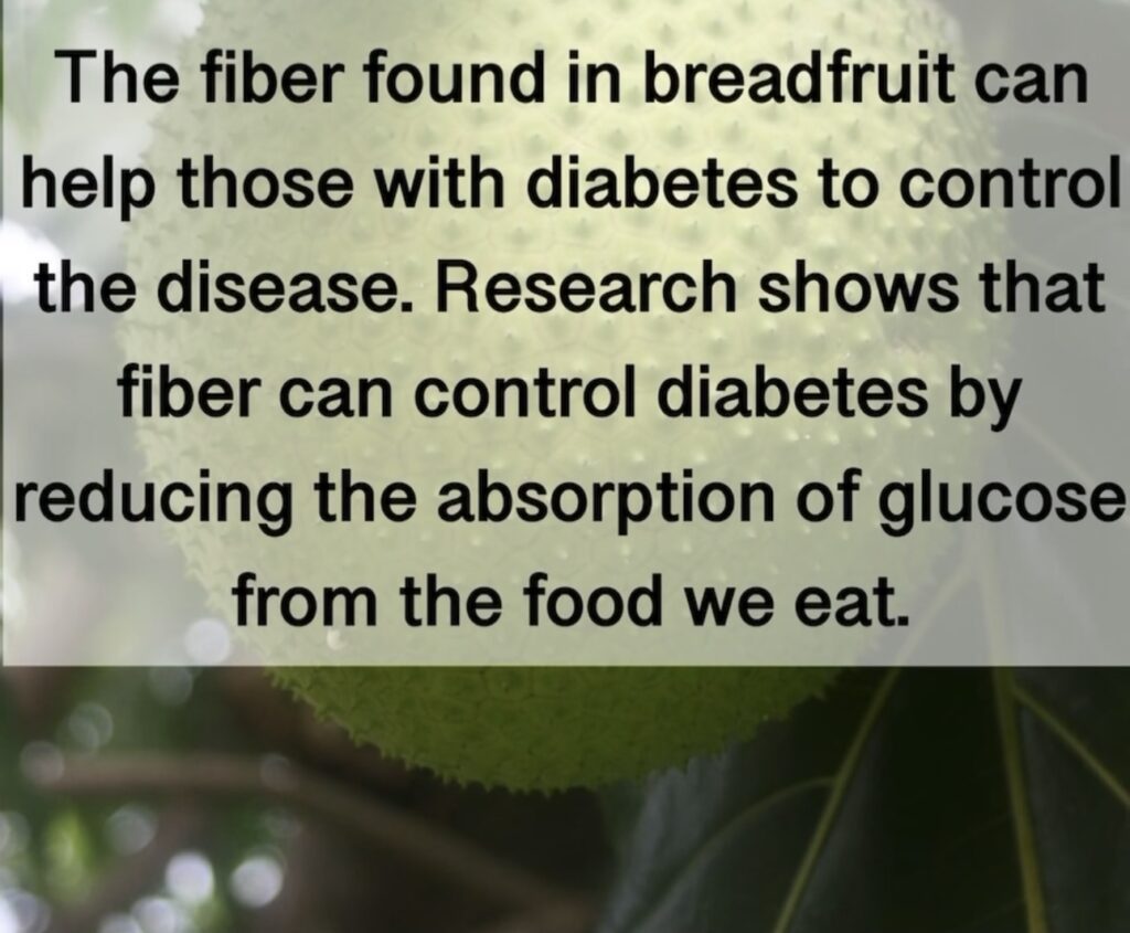 2. The fiber found in breadfruit can help those with diabetes to control the disease. Research shows that fiber can control diabetes by reducing the absorption of glucose from the food we eat.