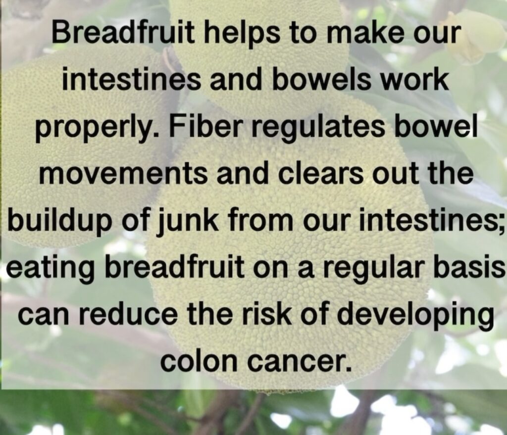 3. Breadfruit helps to make our intestines and bowels work properly. Fiber regulates bowel movements and clears out the buildup of junk from our intestines; eating breadfruit on a regular basis can reduce the risk of developing colon cancer.