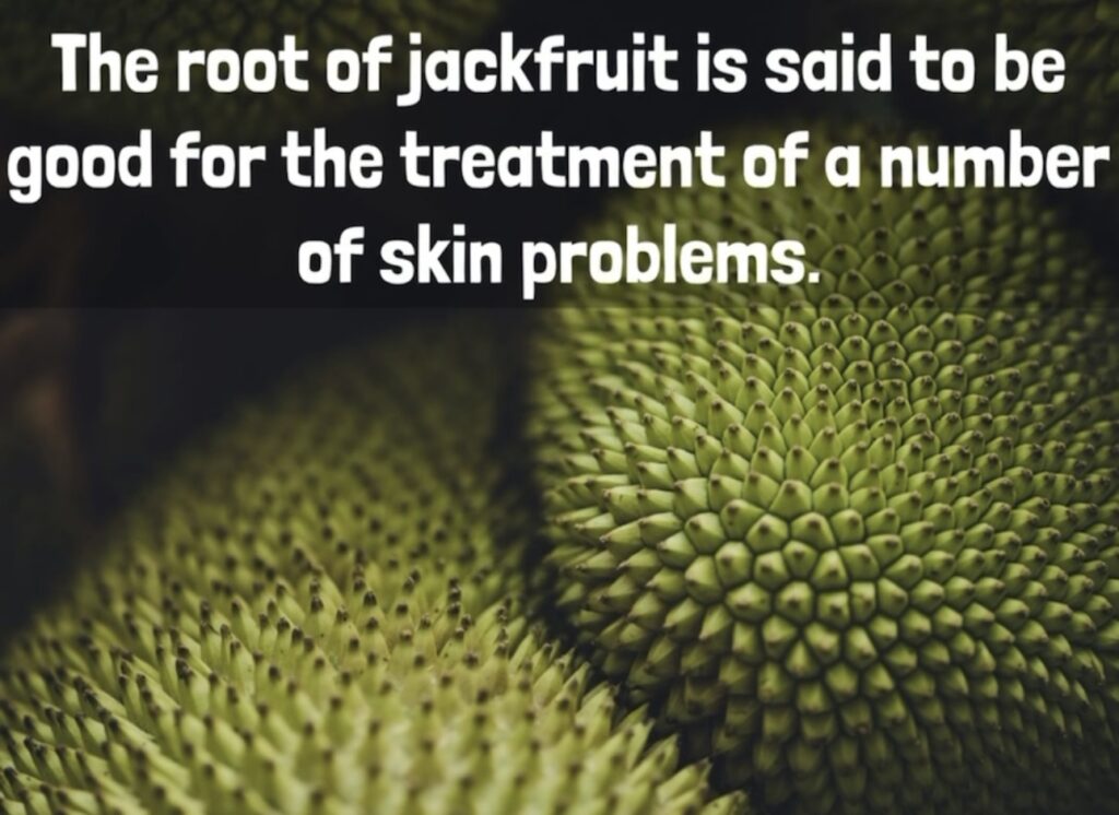 5. The root of jackfruit is said to be good for the treatment of a number of skin problems.