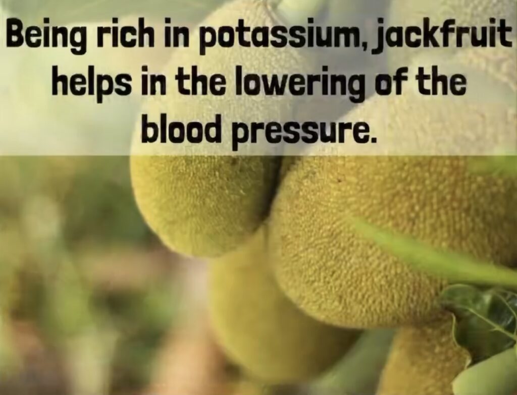 Being rich in potassium, jackfruit helps in the lowering of the blood pressure.