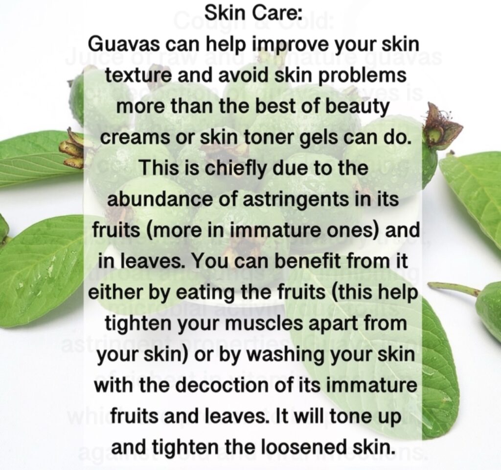Skin Care: Guavas can help improve your skin texture and avoid skin problems more than the best of beauty creams or skin toner gels can do. This is chiefly due to the abundance of astringents in its fruits (more in immature ones) and in leaves. You can benefit from it either by eating the fruits (this help tighten your muscles apart from your skin) or by washing your skin with the decoction of its immature fruits and leaves. It will tone up and tighten the loosened skin.