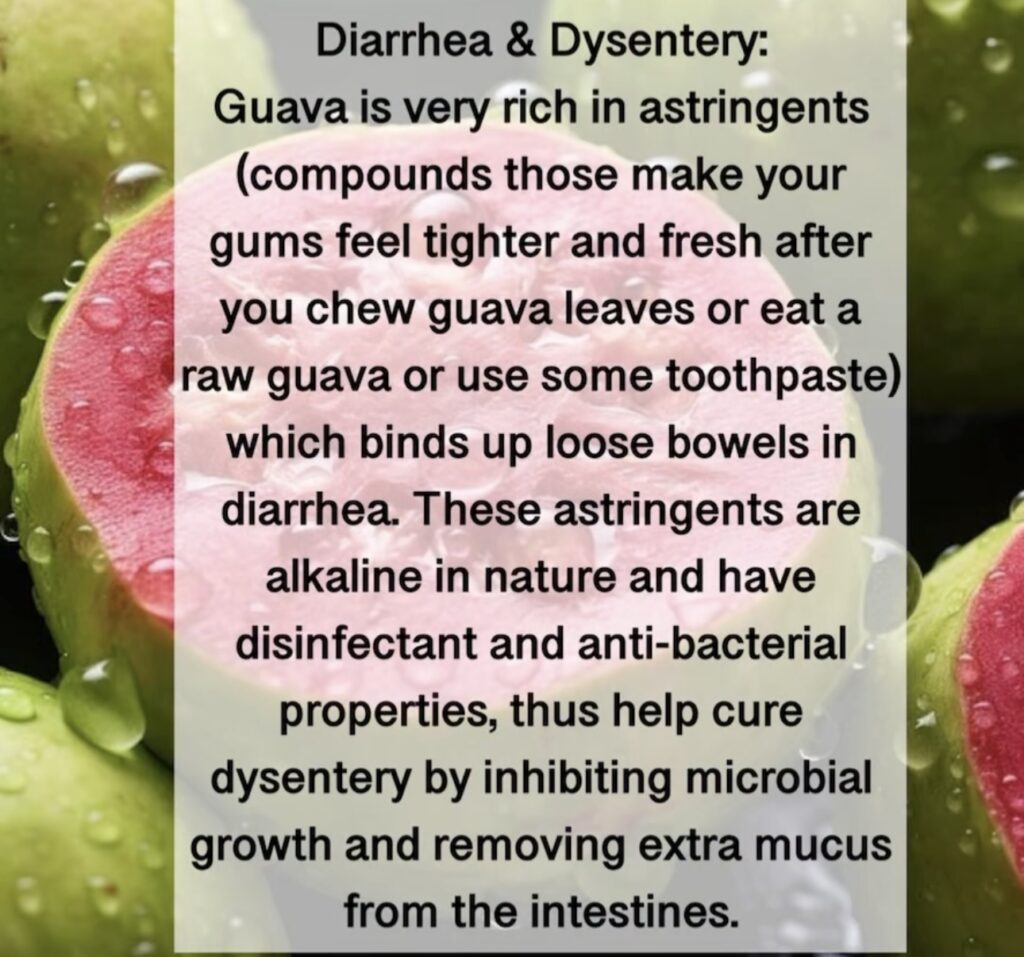 1. Diarrhea & Dysentery: Guava is very rich in astringents (compounds those make your gums feel tighter and fresh after you chew guava leaves or eat a raw guava or use some toothpaste) which binds up loose bowels in diarrhea. These astringents are alkaline in nature and have disinfectant and anti-bacterial properties, thus help cure dysentery by inhibiting microbial growth and removing extra mucus from the intestines.