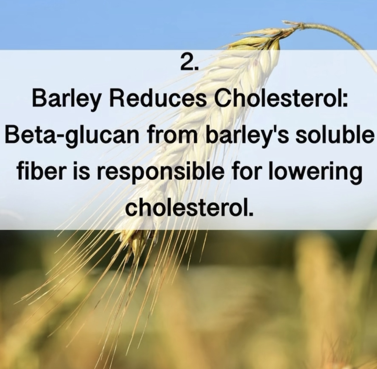2. Barley Reduces Cholesterol: Beta-glucan from barley's soluble fiber is responsible for lowering cholesterol.