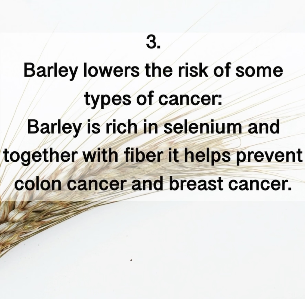 3. Barley lowers the risk of some types of cancer: Barley is rich in selenium and together with fiber it helps prevent colon cancer and breast cancer.
