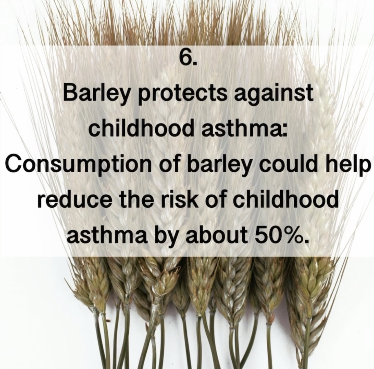 6. Barley protects against childhood asthma: Consumption of barley could help reduce the risk of childhood asthma by about 50%.