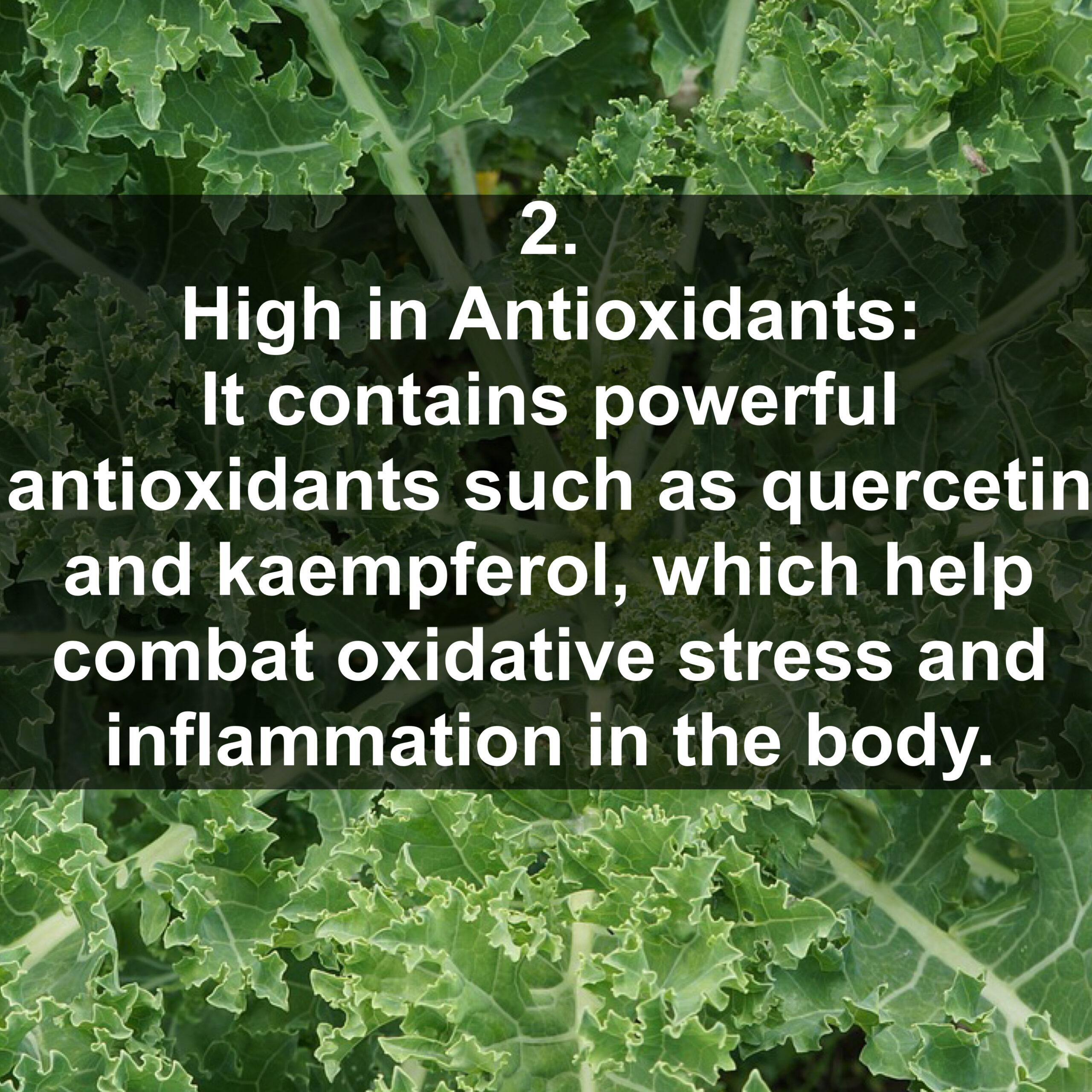 2. High in Antioxidants: It contains powerful antioxidants such as quercetin and kaempferol, which help combat oxidative stress and inflammation in the body.