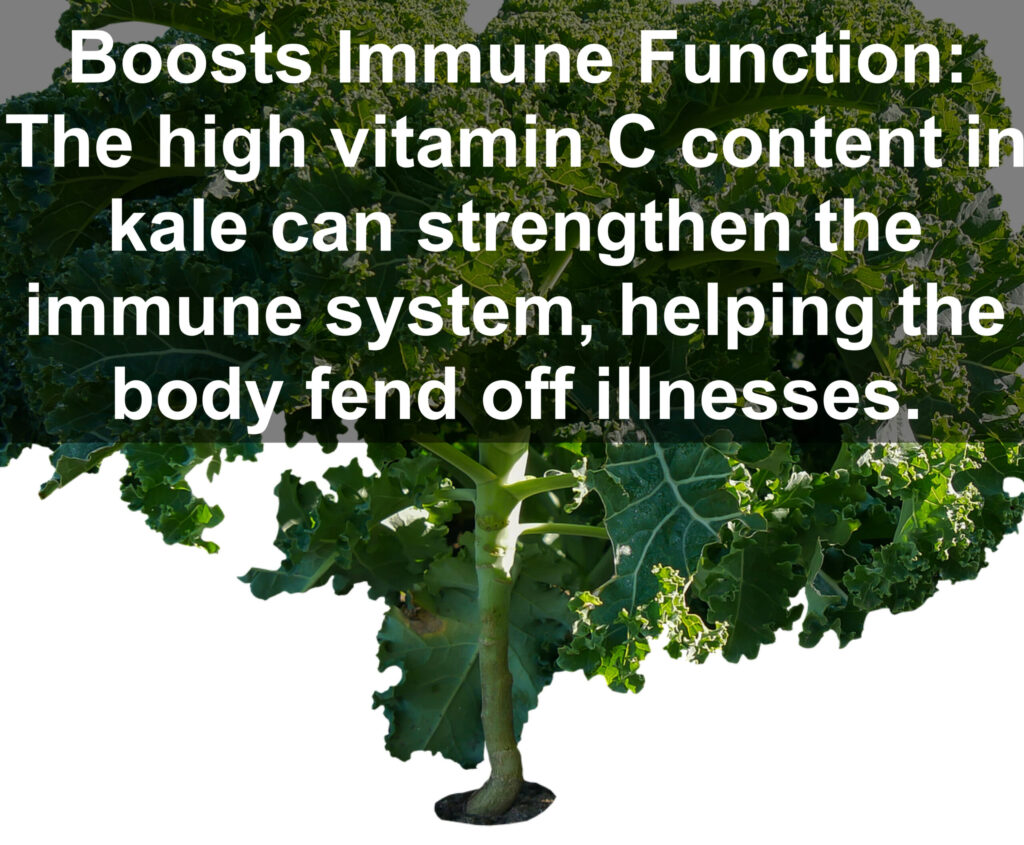 9. Boosts Immune Function: The high vitamin C content in kale can strengthen the immune system, helping the body fend off illnesses.