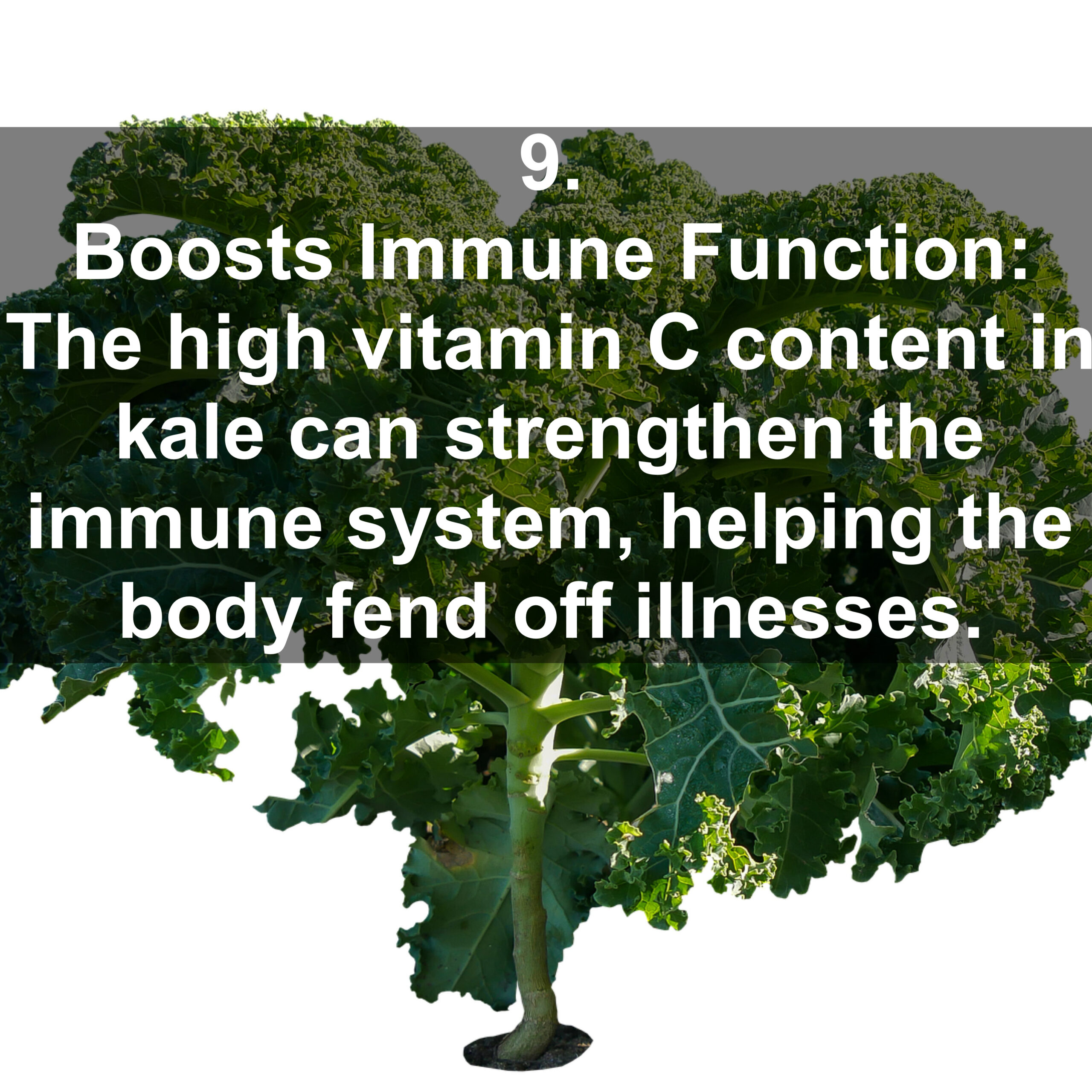9. Boosts Immune Function: The high vitamin C content in kale can strengthen the immune system, helping the body fend off illnesses.