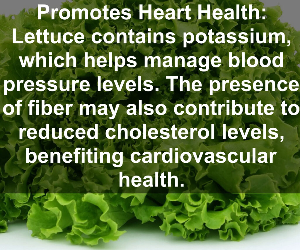 7. Promotes Heart Health: Lettuce contains potassium, which helps manage blood pressure levels. The presence of fiber may also contribute to reduced cholesterol levels, benefiting cardiovascular health.