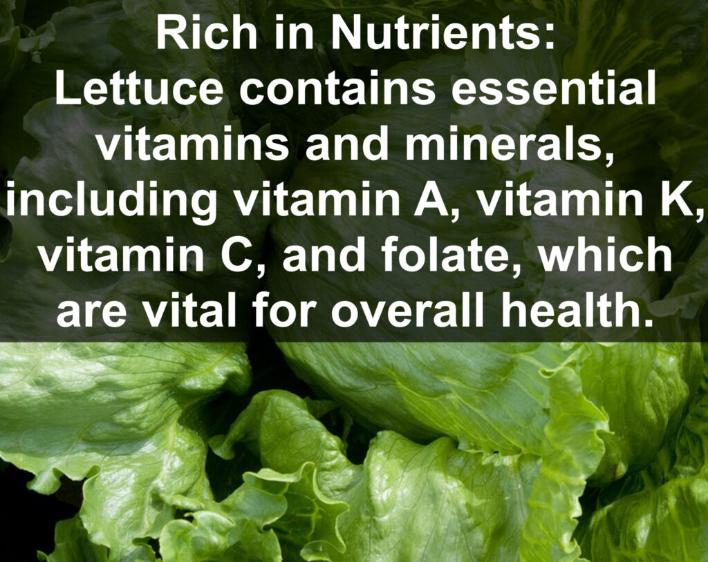 2. Rich in Nutrients: Lettuce contains essential vitamins and minerals, including vitamin A, vitamin K, vitamin C, and folate, which are vital for overall health.
