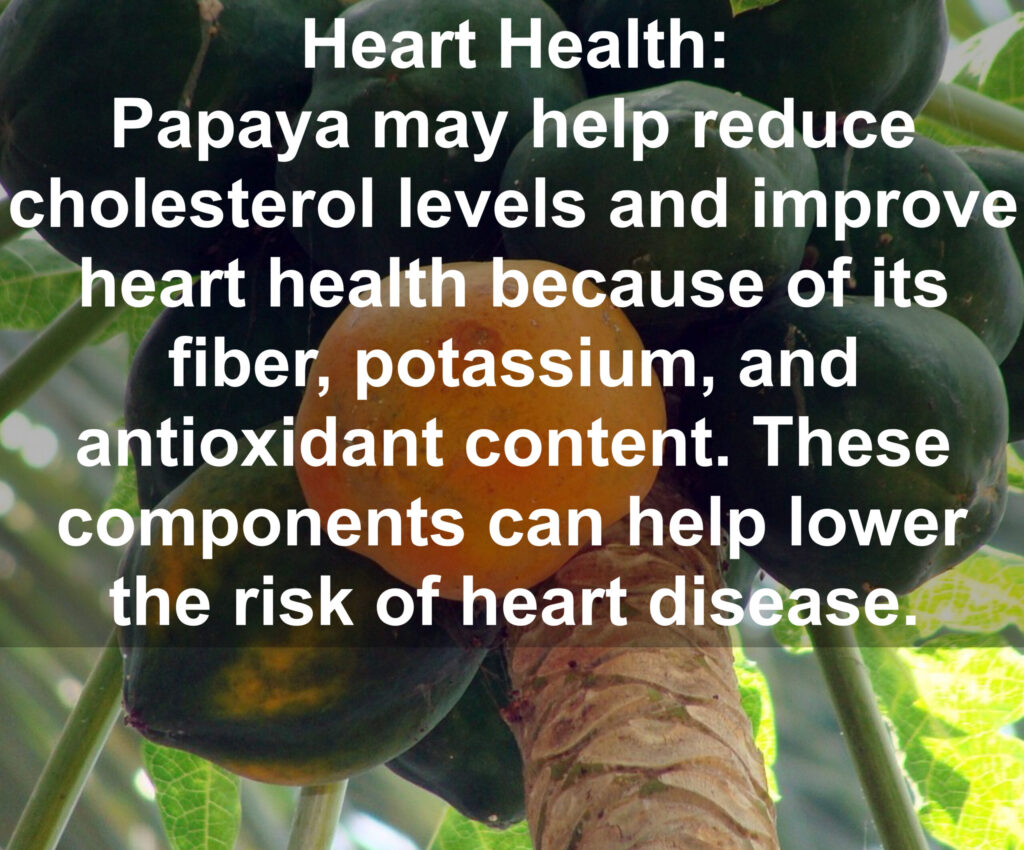 5. Heart Health: Papaya may help reduce cholesterol levels and improve heart health because of its fiber, potassium, and antioxidant content. These components can help lower the risk of heart disease.