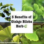 5 Benefits of Ginkgo Biloba Herb
