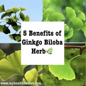 5 Benefits of Ginkgo Biloba Herb