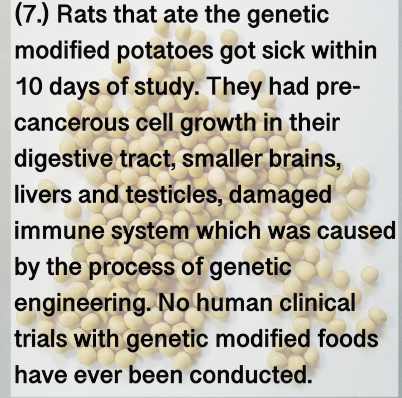 (7.) Rats that ate the genetic modified potatoes got sick within 10 days of study. They had pre- cancerous cell growth in their digestive tract, smaller brains, livers and testicles, damaged immune system which was caused by the process of genetic engineering. No human clinical trials with genetic modified foods have ever been conducted.