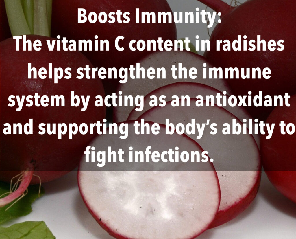 3. Boosts Immunity: The vitamin C content in radishes helps strengthen the immune system by acting as an antioxidant and supporting the body's ability to fight infections.