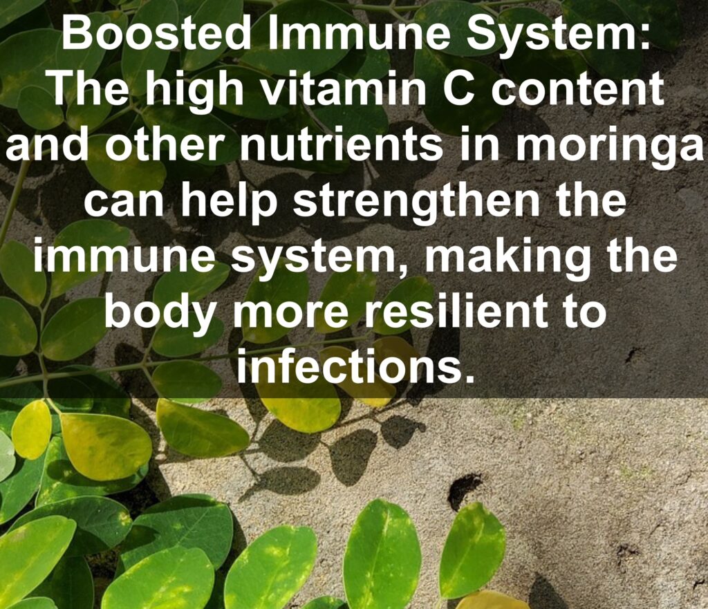 7. Boosted Immune System: The high vitamin C content and other nutrients in moringa can help strengthen the immune system, making the body more resilient to infections.