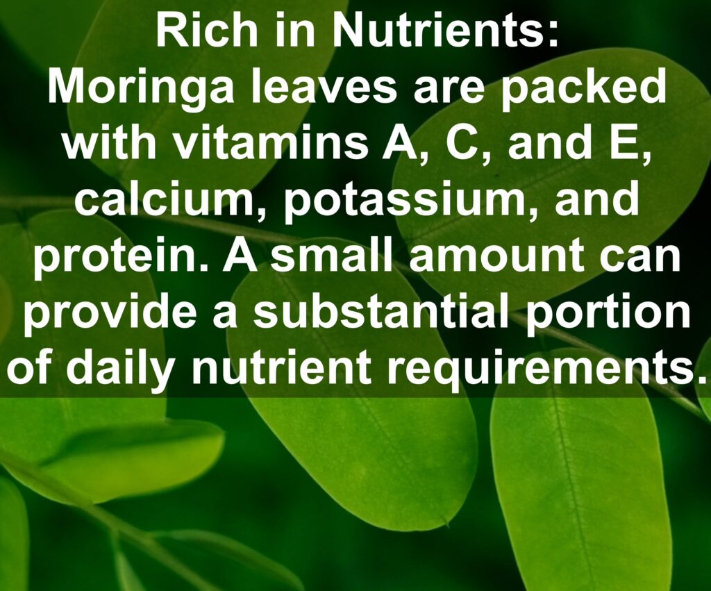 1. Rich in Nutrients: Moringa leaves are packed with vitamins A, C, and E, calcium, potassium, and protein. A small amount can provide a substantial portion of daily nutrient requirements.