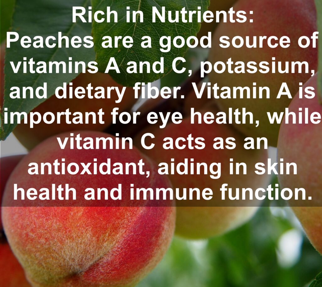1. Rich in Nutrients: Peaches are a good source of vitamins A and C, potassium, and dietary fiber. Vitamin A is important for eye health, while vitamin C acts as an antioxidant, aiding in skin health and immune function.