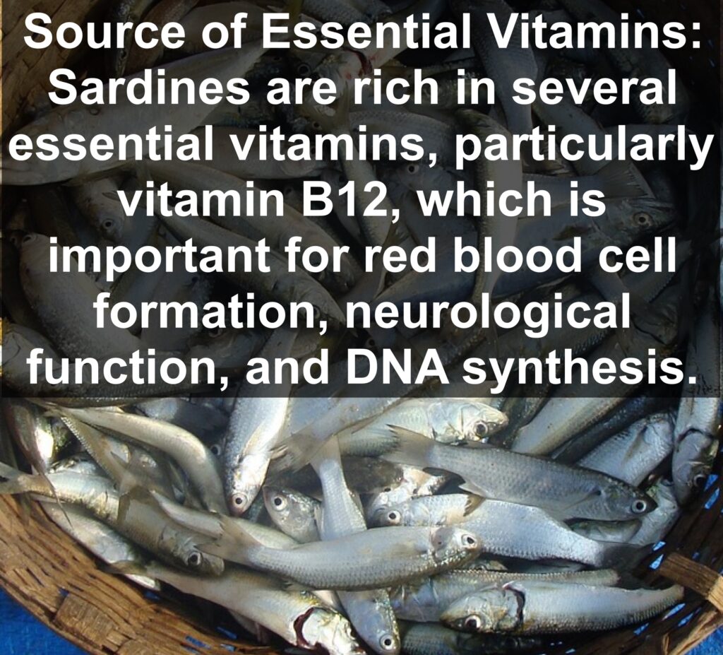 3. Source of Essential Vitamins: Sardines are rich in several essential vitamins, particularly vitamin B12, which is important for red blood cell formation, neurological function, and DNA synthesis.