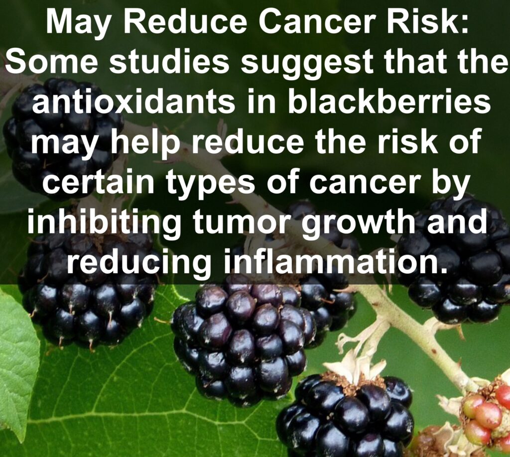 10. May Reduce Cancer Risk: Some studies suggest that the antioxidants in blackberries may help reduce the risk of certain types of cancer by inhibiting tumor growth and reducing inflammation.