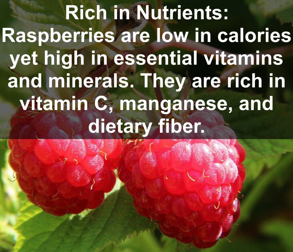 1. Rich in Nutrients: Raspberries are low in calories yet high in essential vitamins and minerals. They are rich in vitamin C, manganese, and dietary fiber.