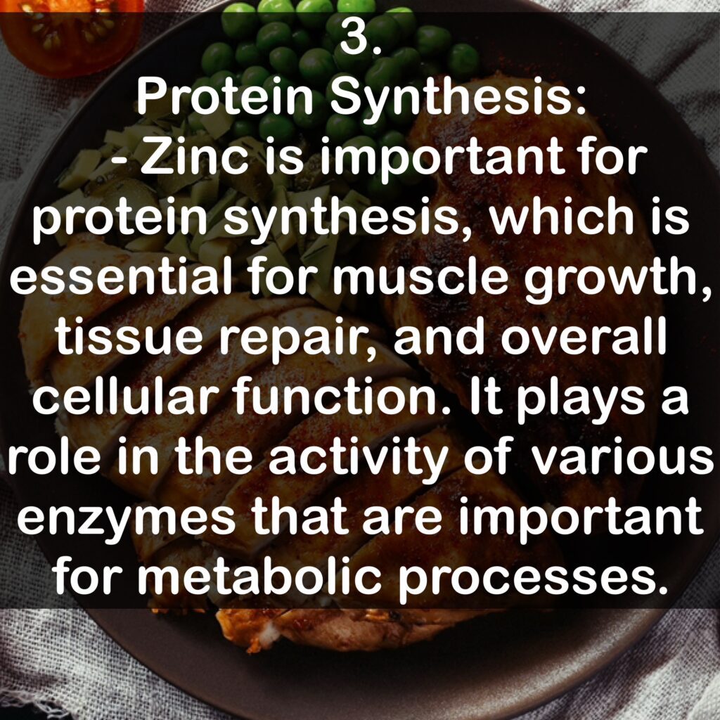 3. Protein Synthesis: - Zinc is important for protein synthesis, which is essential for muscle growth, tissue repair, and overall cellular function. It plays a role in the activity of various enzymes that are important for metabolic processes.