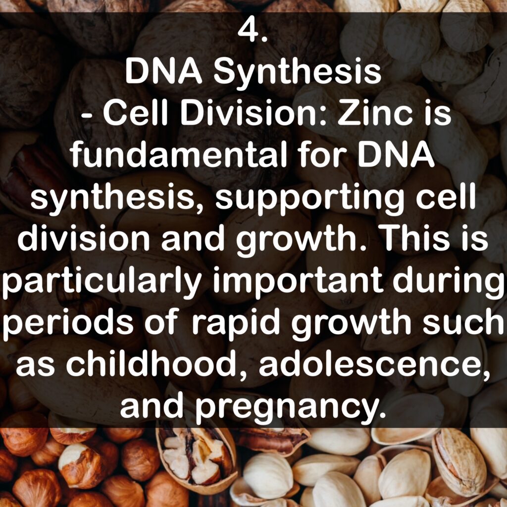 4. DNA Synthesis - Cell Division: Zinc is fundamental for DNA synthesis, supporting cell division and growth. This is particularly important during periods of rapid growth such as childhood, adolescence, and pregnancy.