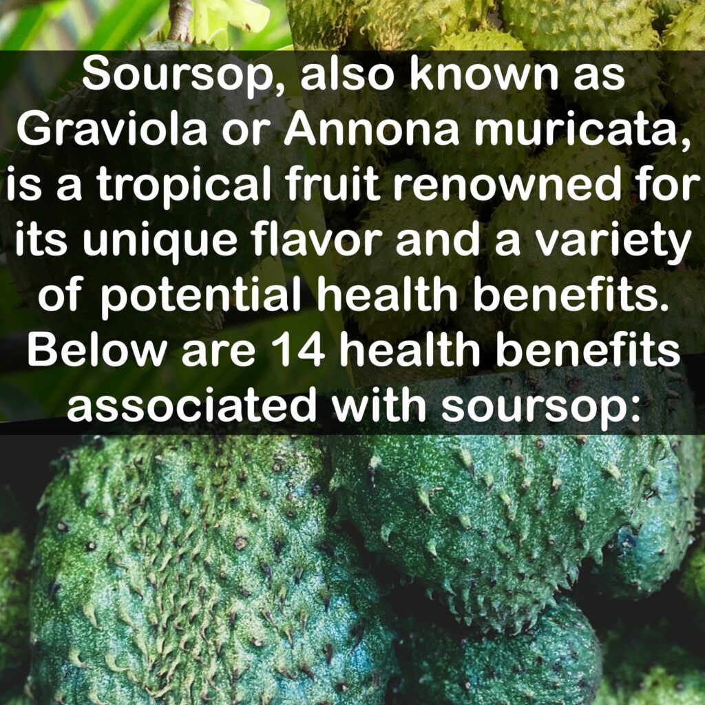 Below are 14 health benefits associated with soursop:Soursop, also known as Graviola or Annona muricata, is a tropical fruit renowned for its unique flavor and a variety of potential health benefits.