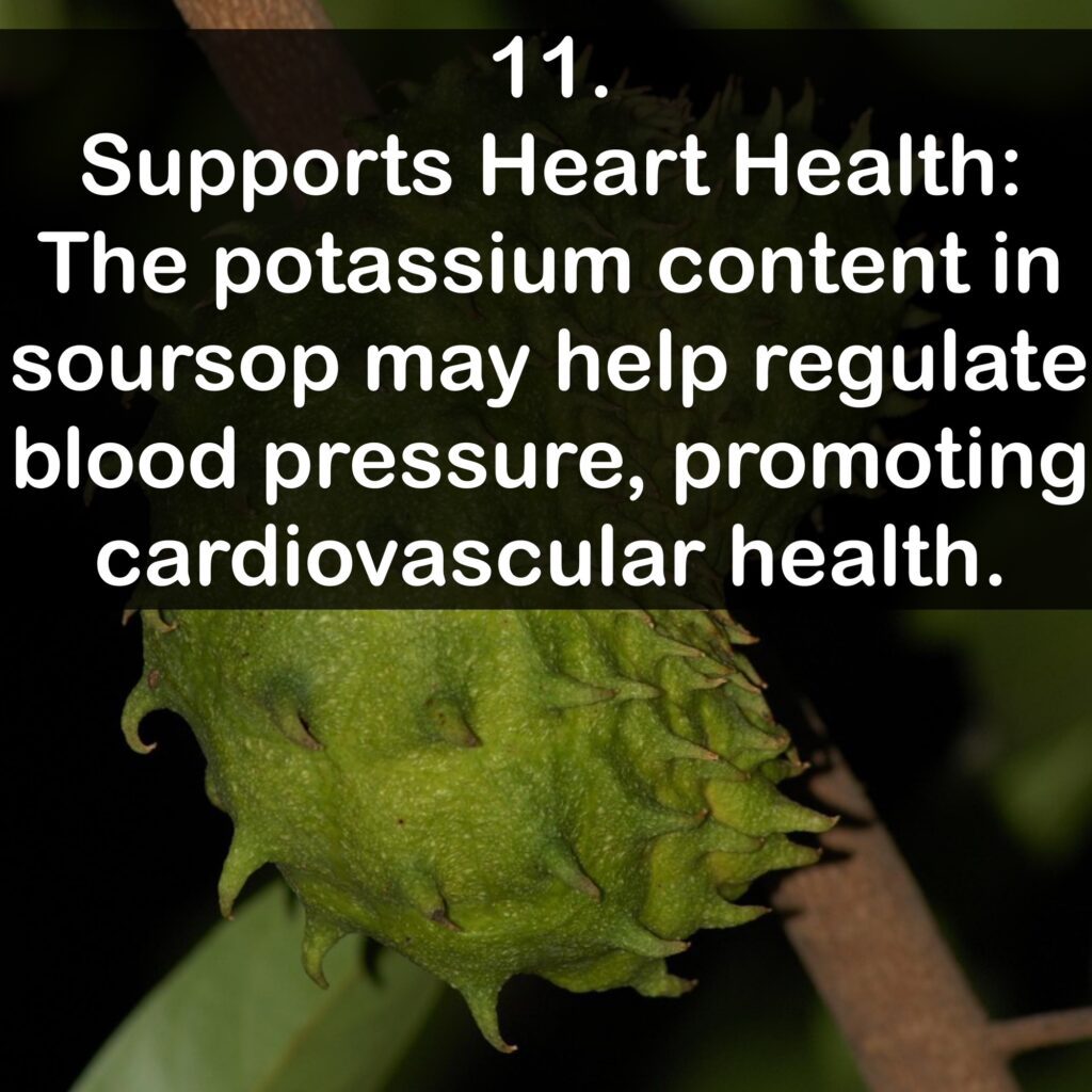 11. Supports Heart Health: The potassium content in soursop may help regulate blood pressure, promoting cardiovascular health.