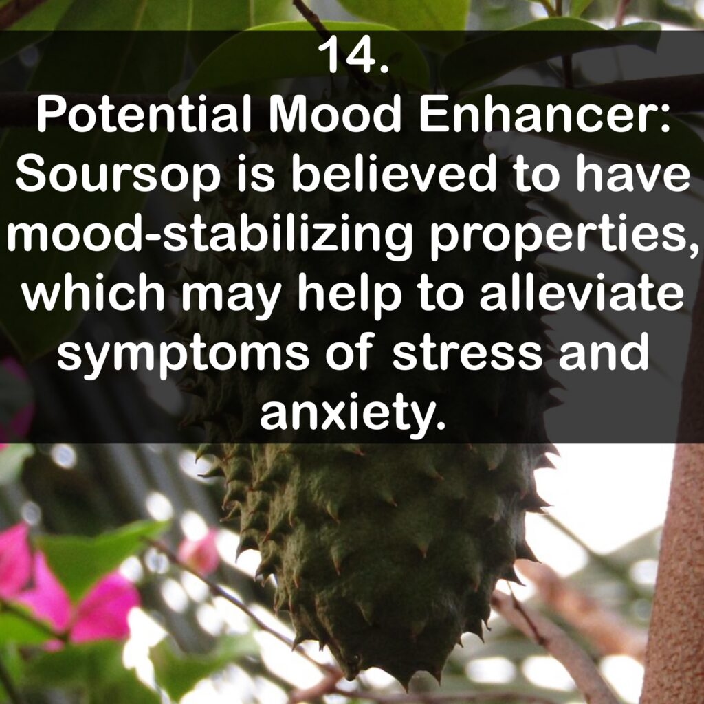 14. Potential Mood Enhancer: Soursop is believed to have mood-stabilizing properties, which may help to alleviate symptoms of stress and anxiety.