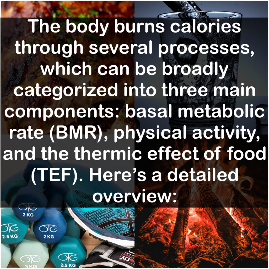 The body burns calories through several processes, which can be broadly categorized into three main components: basal metabolic rate (BR), physical activity, and the thermic effect of food (TEF). Here's a detailed overview: