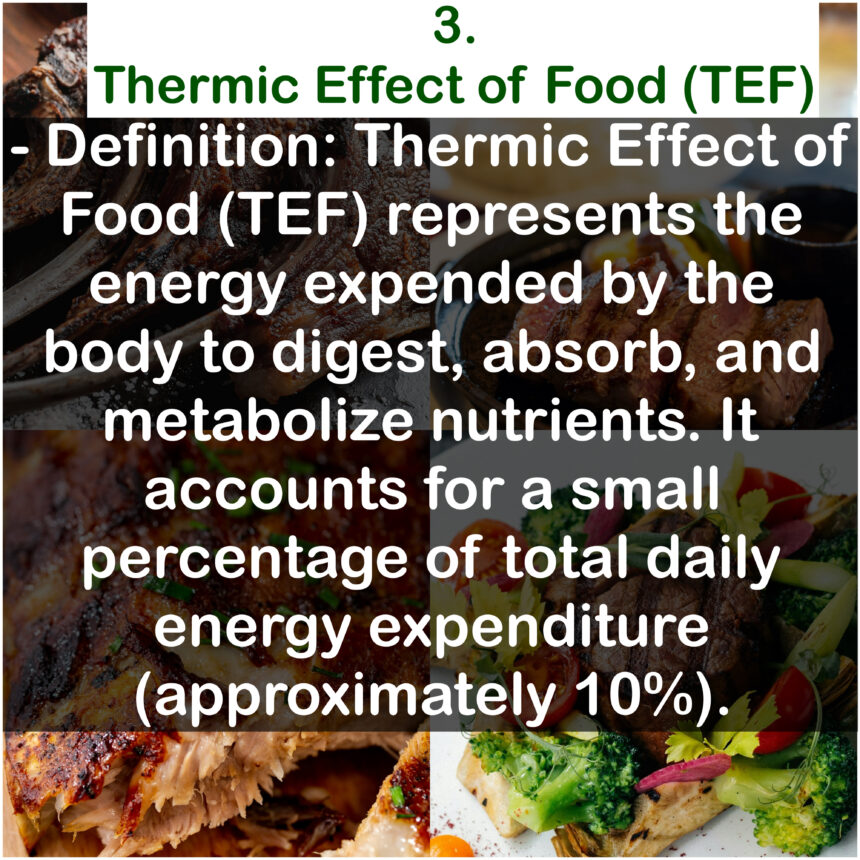 3. Thermic Effect of Food (TEF) - Definition: Thermic Effect of Food (TEF) represents the energy expended by the body to digest, absorb, and metabolize nutrients. It accounts for a small percentage of total daily energy expenditure (approximately 10%).