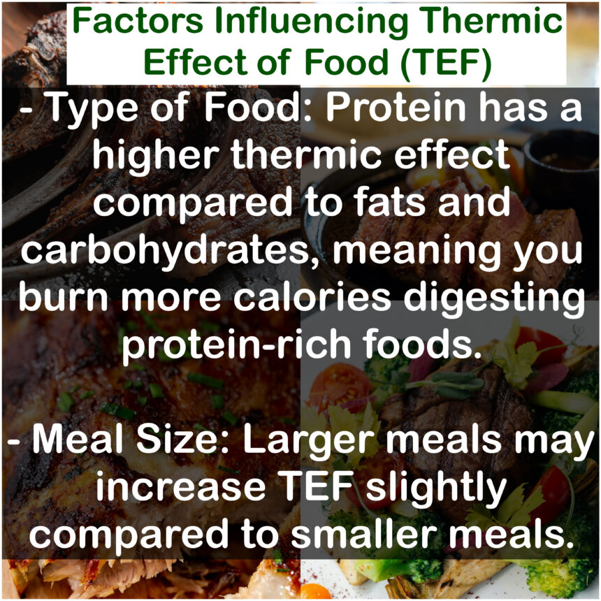 Factors Influencing Thermic Effect of Food (TEF) - Type of Food: Protein has a higher thermic effect compared to fats and carbohydrates, meaning you burn more calories digesting protein-rich foods. - Meal Size: Larger meals may increase TEF slightly compared to smaller meals.