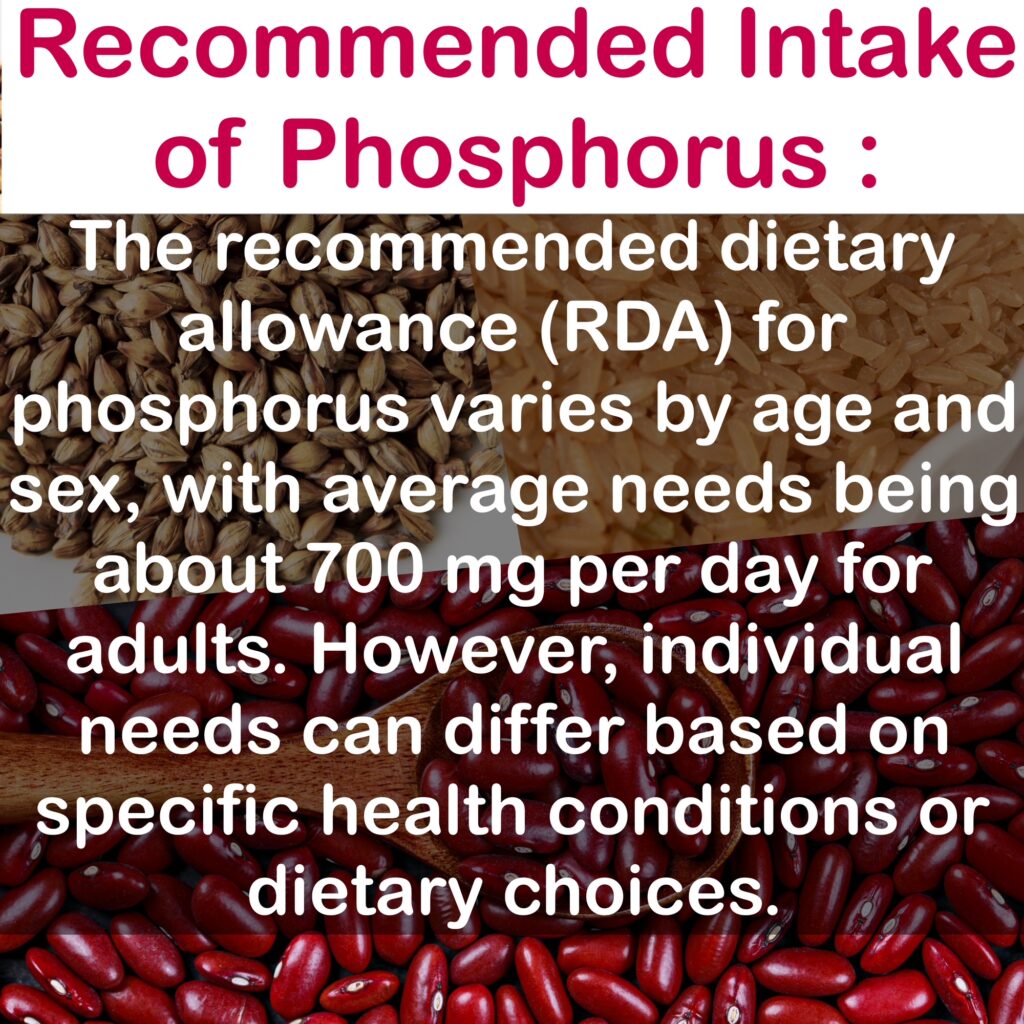Recommended Intake of Phosphorus :The recommended dietary allowance (RDA) for phosphorus varies by age and sex, with average needs being about 700 mg per day for adults. However, individual needs can differ based on specific health conditions or dietary choices.