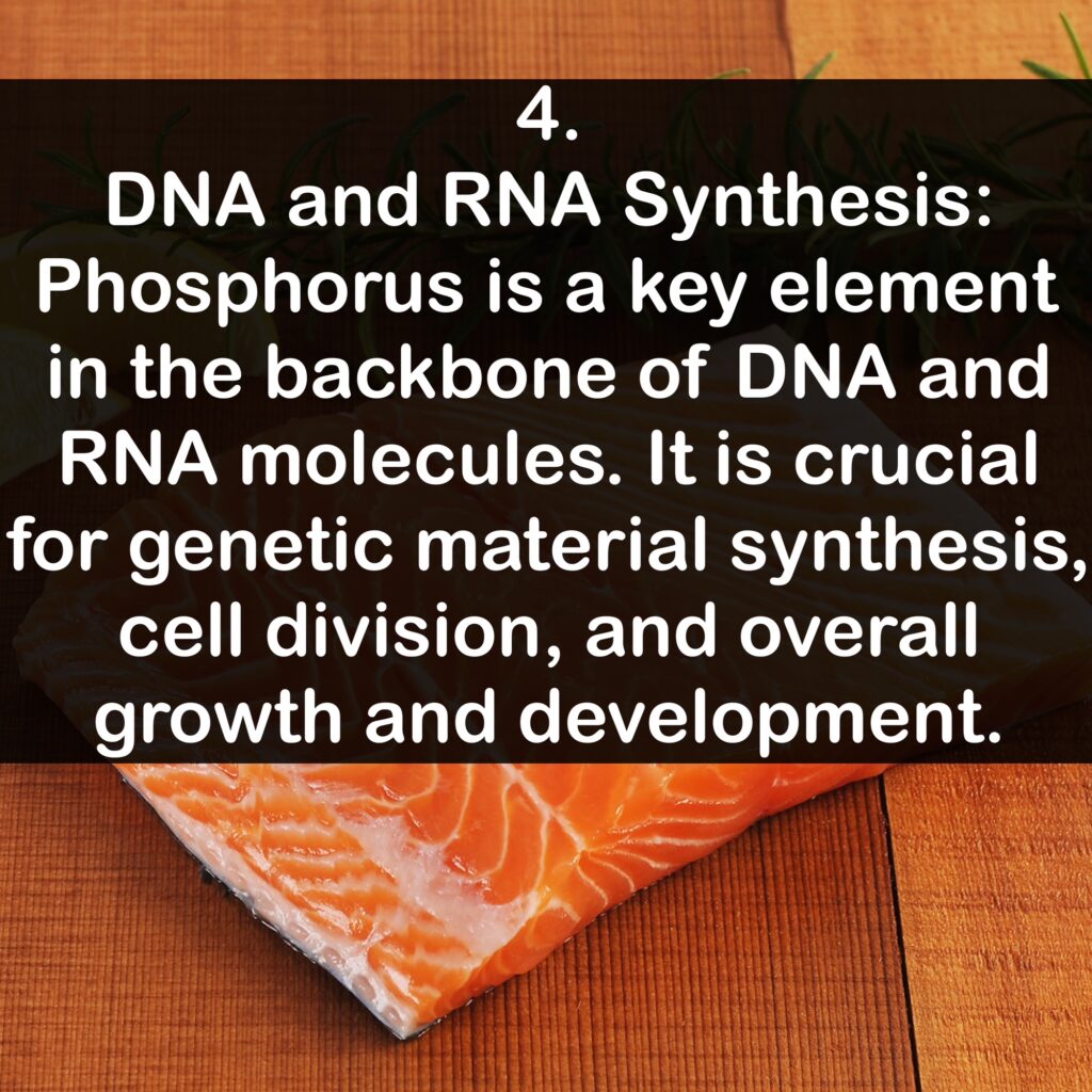 4. DNA and RNA Synthesis: Phosphorus is a key element in the backbone of DNA and RNA molecules. It is crucial for genetic material synthesis, cell division, and overall growth and development.