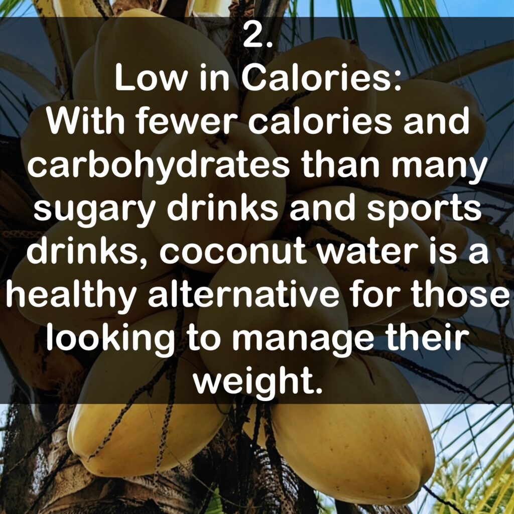 2. Low in Calories: With fewer calories and carbohydrates than many sugary drinks and sports drinks, coconut water is a healthy alternative for those looking to manage their weight.