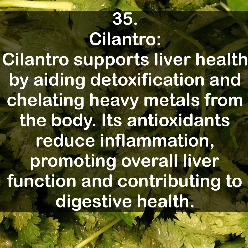 35. Cilantro: Cilantro supports liver health by aiding detoxification and chelating heavy metals from the body. Its antioxidants reduce inflammation, promoting overall liver function and contributing to digestive health.