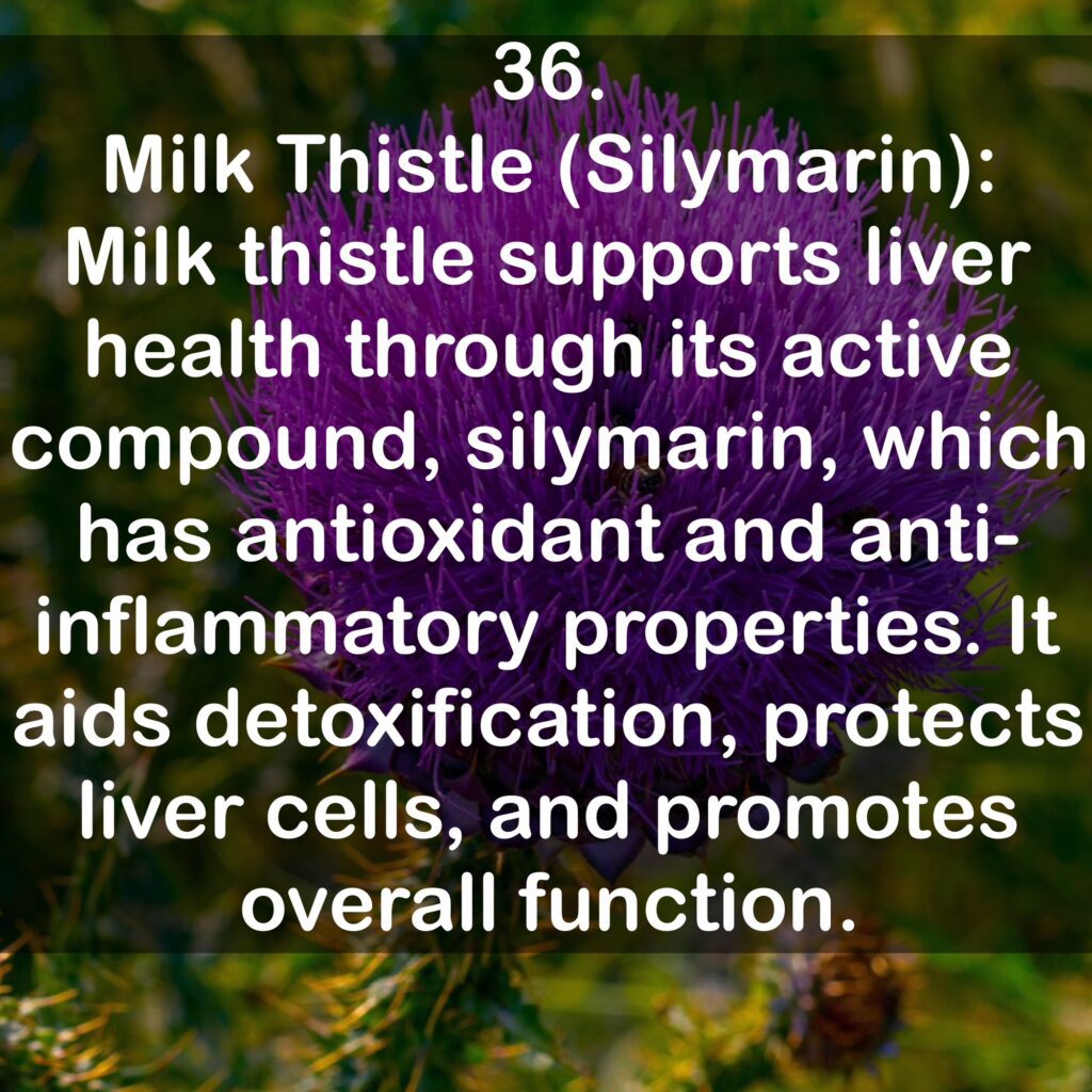 36. Milk Thistle (Silymarin): Milk thistle supports liver health through its active compound, silymarin, which has antioxidant and anti-inflammatory properties. It aids detoxification, protects liver cells, and promotes overall function.