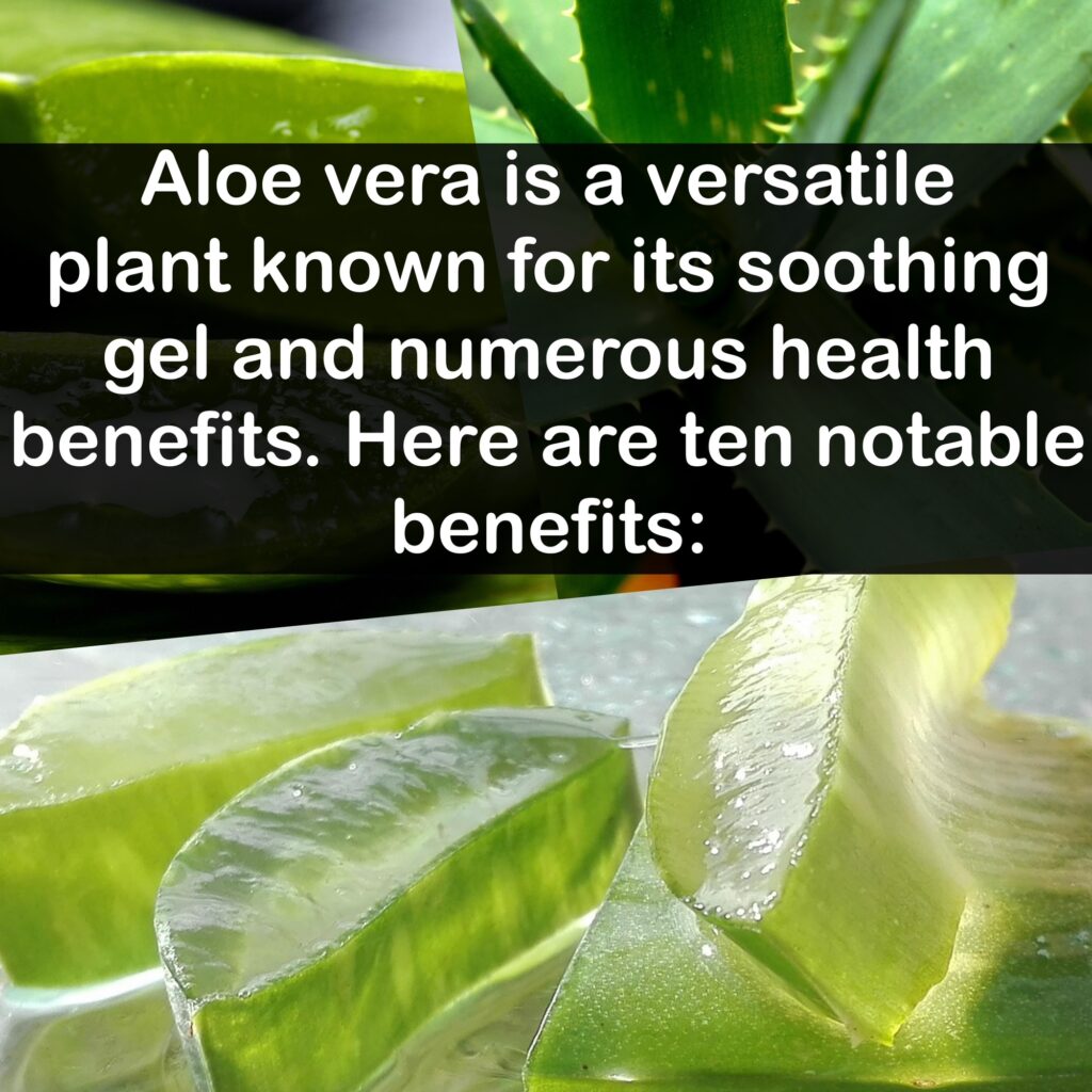 Aloe vera is a versatile plant known for its soothing gel and numerous health benefits. Here are ten notable benefits: