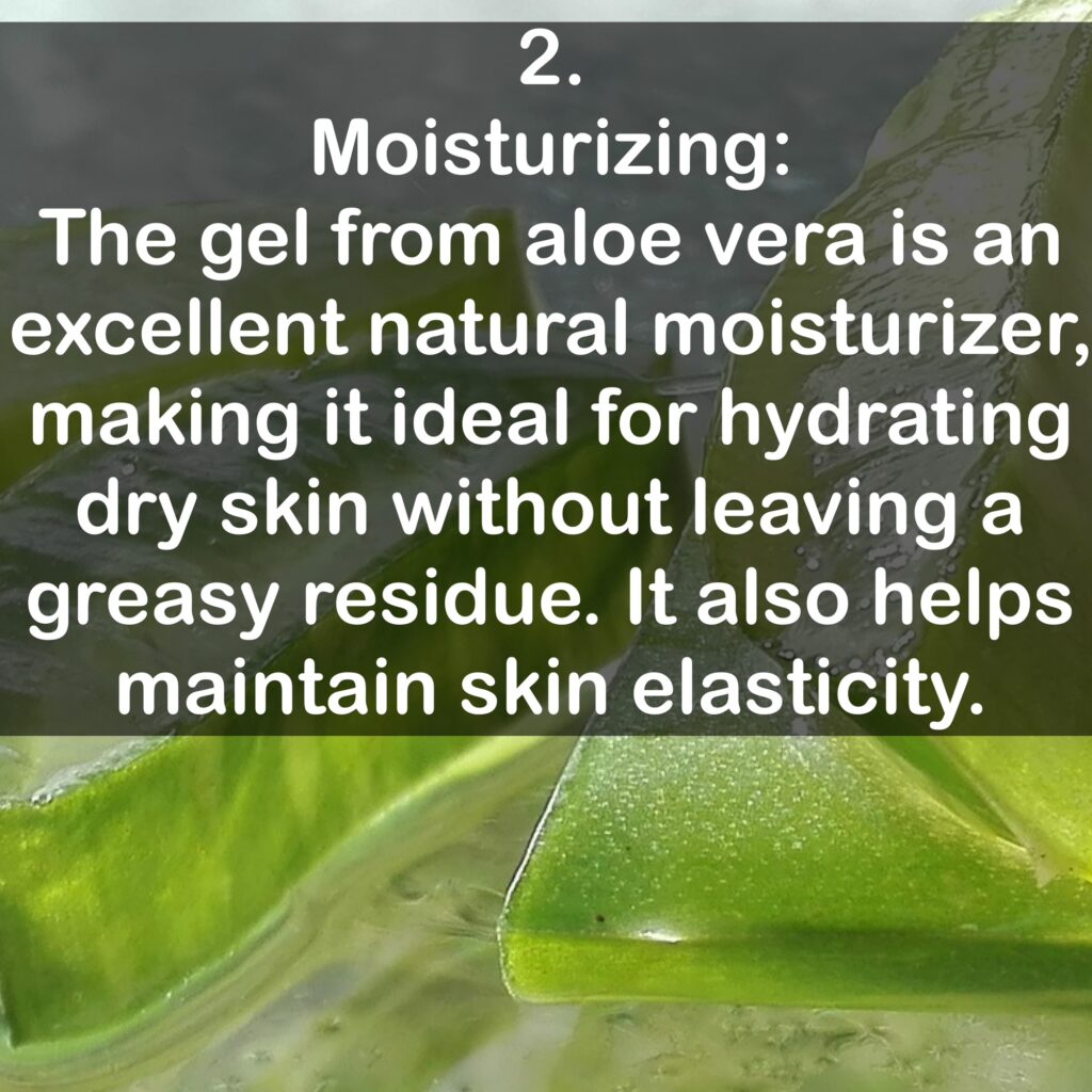 2. Moisturizing: The gel from aloe vera is an excellent natural moisturizer, making it ideal for hydrating dry skin without leaving a greasy residue. It also helps maintain skin elasticity.