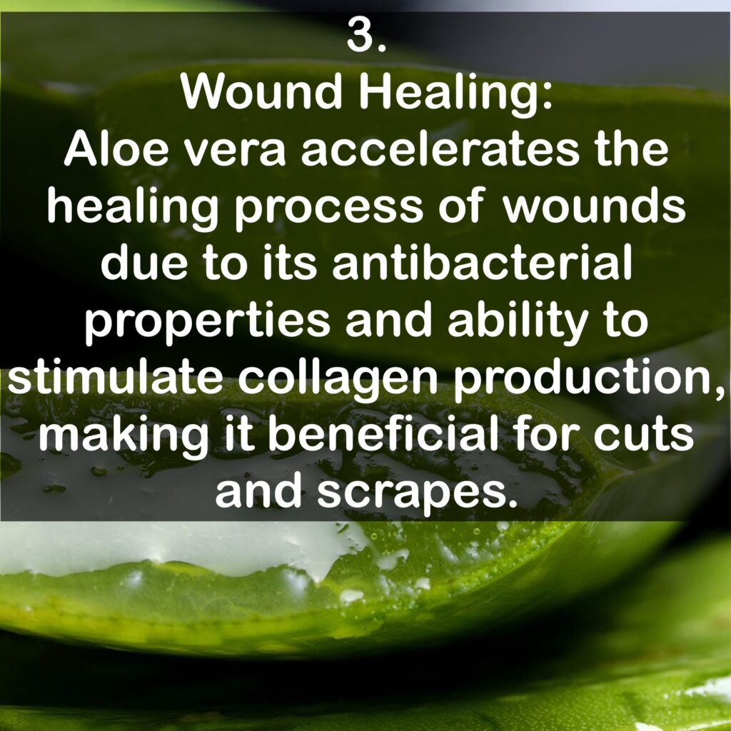 3. Wound Healing: Aloe vera accelerates the healing process of wounds due to its antibacterial properties and ability to stimulate collagen production, making it beneficial for cuts and scrapes.