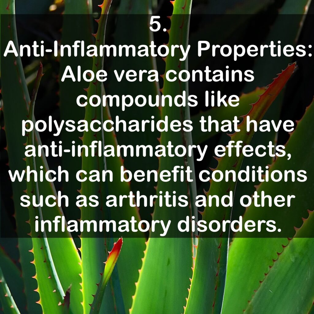 5. Anti-Inflammatory Properties: Aloe vera contains compounds like polysaccharides that have anti-inflammatory effects, which can benefit conditions such as arthritis and other inflammatory disorders.