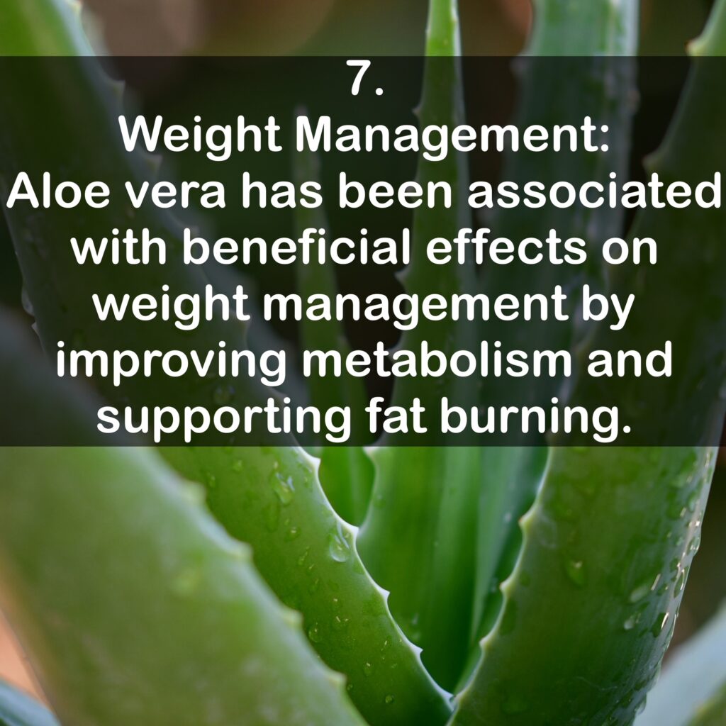 7. Weight Management: Aloe vera has been associated with beneficial effects on weight management by improving metabolism and supporting fat burning.