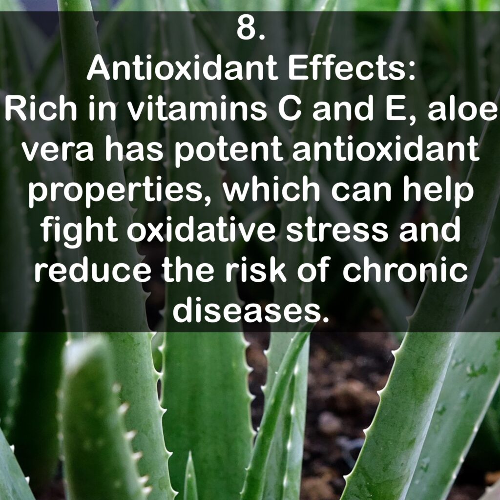 8. Antioxidant Effects: Rich in vitamins C and E, aloe vera has potent antioxidant properties, which can help fight oxidative stress and reduce the risk of chronic diseases.
