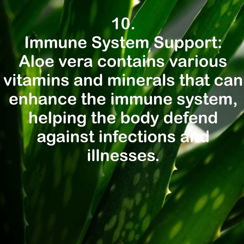 10. Immune System Support: Aloe vera contains various vitamins and minerals that can enhance the immune system, helping the body defend against infections and inesses.