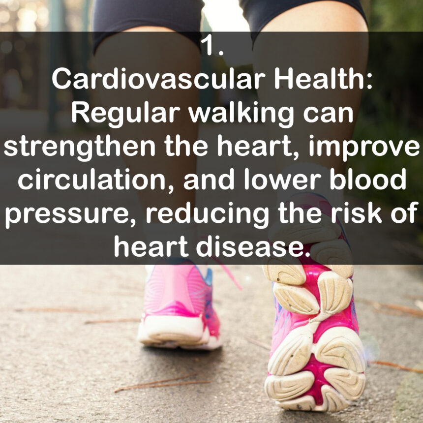 1. Cardiovascular Health: Regular walking can strengthen the heart, improve circulation, and lower blood pressure, reducing the risk of heart disease.
